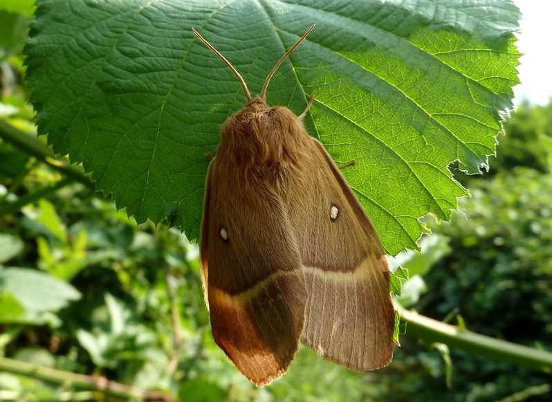 Femmina di Lasiocampa quercus